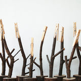 Tree Memo Stand / 小枝のメモスタンド